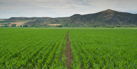 Fototapeta na wymiar Lines of young corn shoots on big field