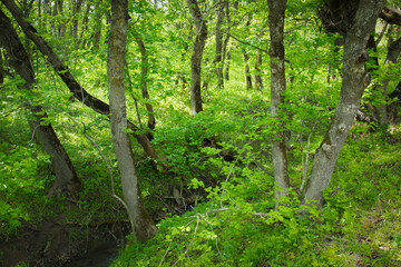 A beautiful green forest with a stream