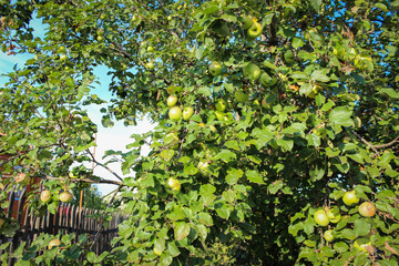 Apple tree in the garden against the blue sky