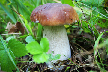 Beautiful young chunky white mushroom
