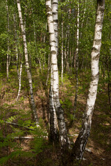 birch trunks in spring, young green foliage, sun rays among the branches