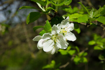 Obraz na płótnie Canvas Beautiful flower of blooming apple tree
