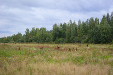 Edge of the field, edge of the forest