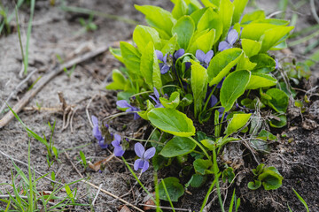 flowers in the garden