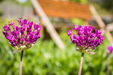 Two beautiful violet stellate inflorescence spring flowers of decorative onions - obrazy, fototapety, plakaty