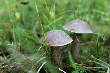 Two boletus twins in the forest