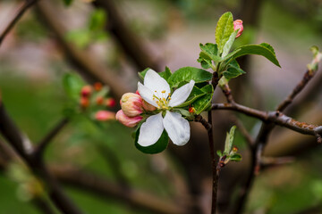 apple tree flower