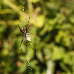 Spider and its victim