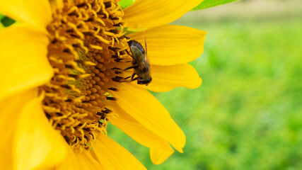 bee on sunflower