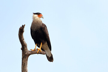 Southern Caracara (Caracara plancus) isolated on a branch over blue sky.