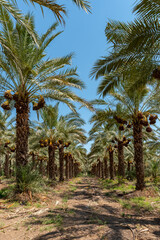 Obraz premium Palm trees loaded with ripe dates near the Sea of Galilee in Israel 