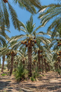 Palm trees loaded with ripe dates near the Sea of Galilee in Israel
