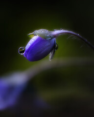 close up of a flower with a drop on the head