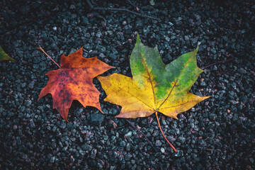 Fototapeta na wymiar Two colorful maple leaves on gravel