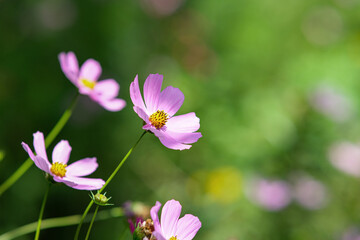 Cosmos bipinnatus. Beautiful bright flowers on a blurred green background.
Summer flower garden of...