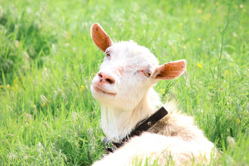 a goat on a chain lies in the grass and looks at the camera