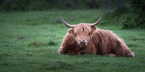 Crédence de cuisine en verre imprimé Highlander écossais vache Highland avec des cornes