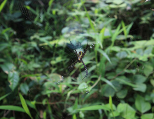 Rear view of a female St. Andrew's cross spider eating an insect from the center of its web