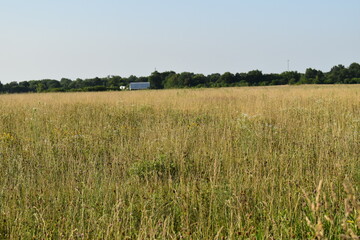 Field