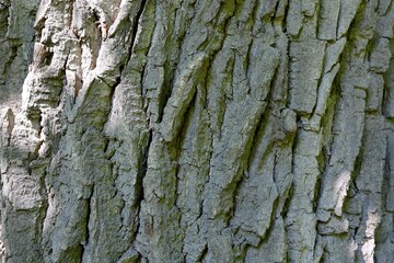 background bark of a hundred-year-old oak in the reflections of the sun's rays