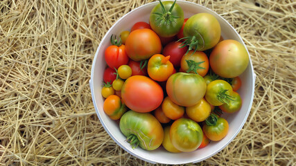Fresh ripe and unripe tomatoes in a white bucket on a blurred background of straw. Selective focus with copy space.