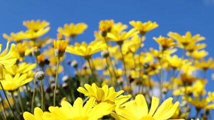 Obraz premium yellow flowers in spring