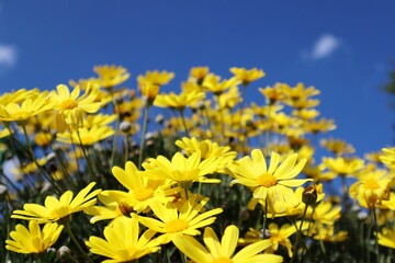 yellow flowers against sky