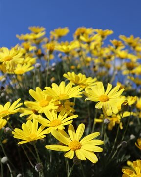 yellow flowers of sky