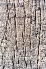 palm bark texture