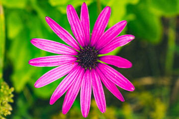 pink daisy flower