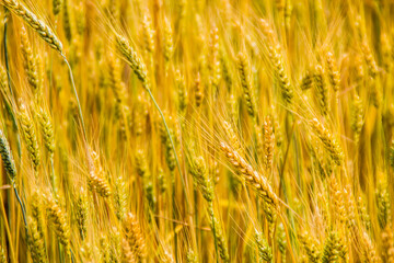 wheat field