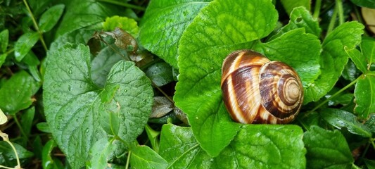 snail on leaf