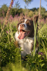 cane bordercollie