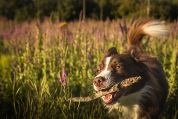 cane bordercollie