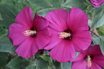 Bright Pink Flowers