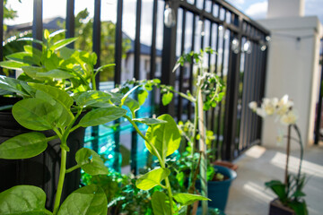 Balcony Survival Garden, Malabar Spinach