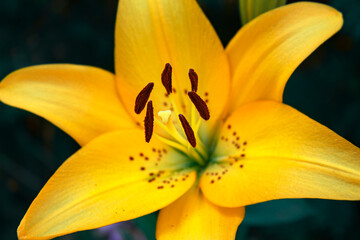 Yellow lily on a dark background symmetrical