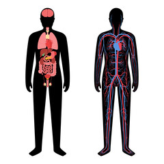 Circulatory system concept