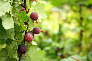 Ripe dark gooseberry on a branch with a place for text, background or wallpaper