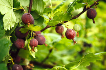 Ripe dark gooseberry on a branch with a place for text, background or wallpaper