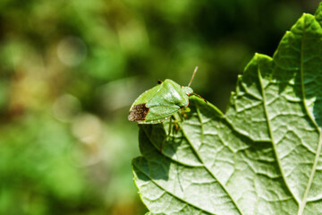 Insect pest green garden bug on a plant close up