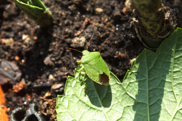 Green garden bug on the ground close up
