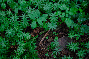 Forest floor texture