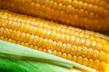 Ear of sweet corn with green leaves with drops close-up