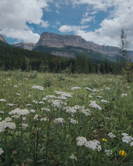 landscape with flowers