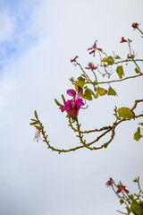 pink flower on the tree in the blue sky