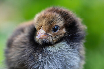 Cute little chicken portrait