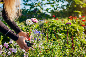 Woman gardener picks asters in summer garden using pruner in flower bed. Cut flowers harvest for...