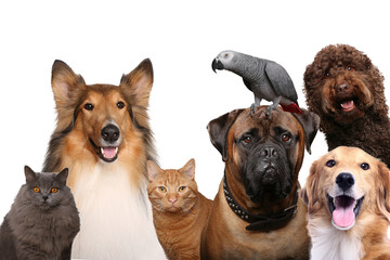 Beautiful animals in a collage in front of a white background