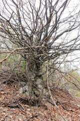 tree in the forest